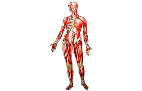 Human Body Clip Art