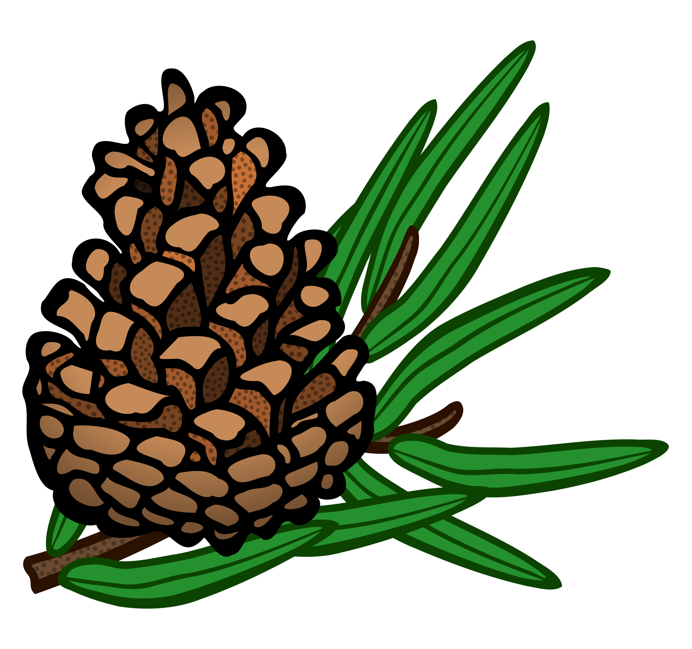 Clipart - conifer cone - coloured