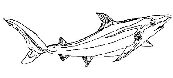 Shark Line Art