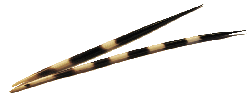 porcupine-quills.png