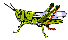 Gordon's Orthoptera Page