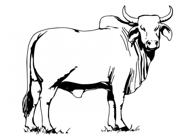 Free Printable Cow Coloring Pages For Kids