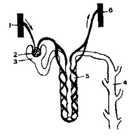 Human Excretory System