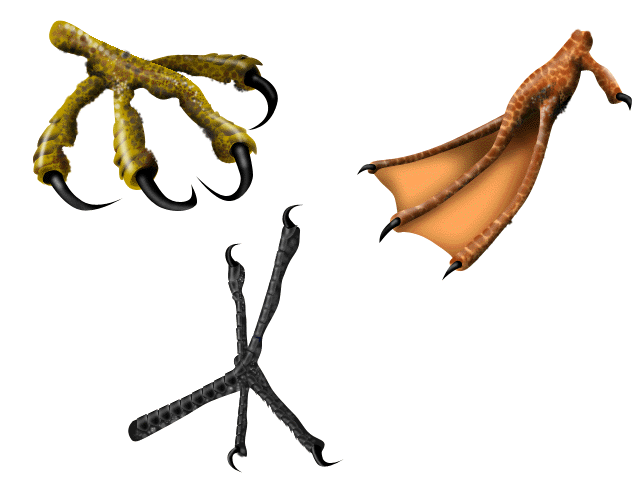 Aerodynamics of Animals - Birds - Instructor