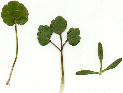 Ranunculus harveyi page