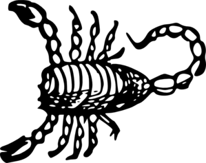 scorpion-md.png