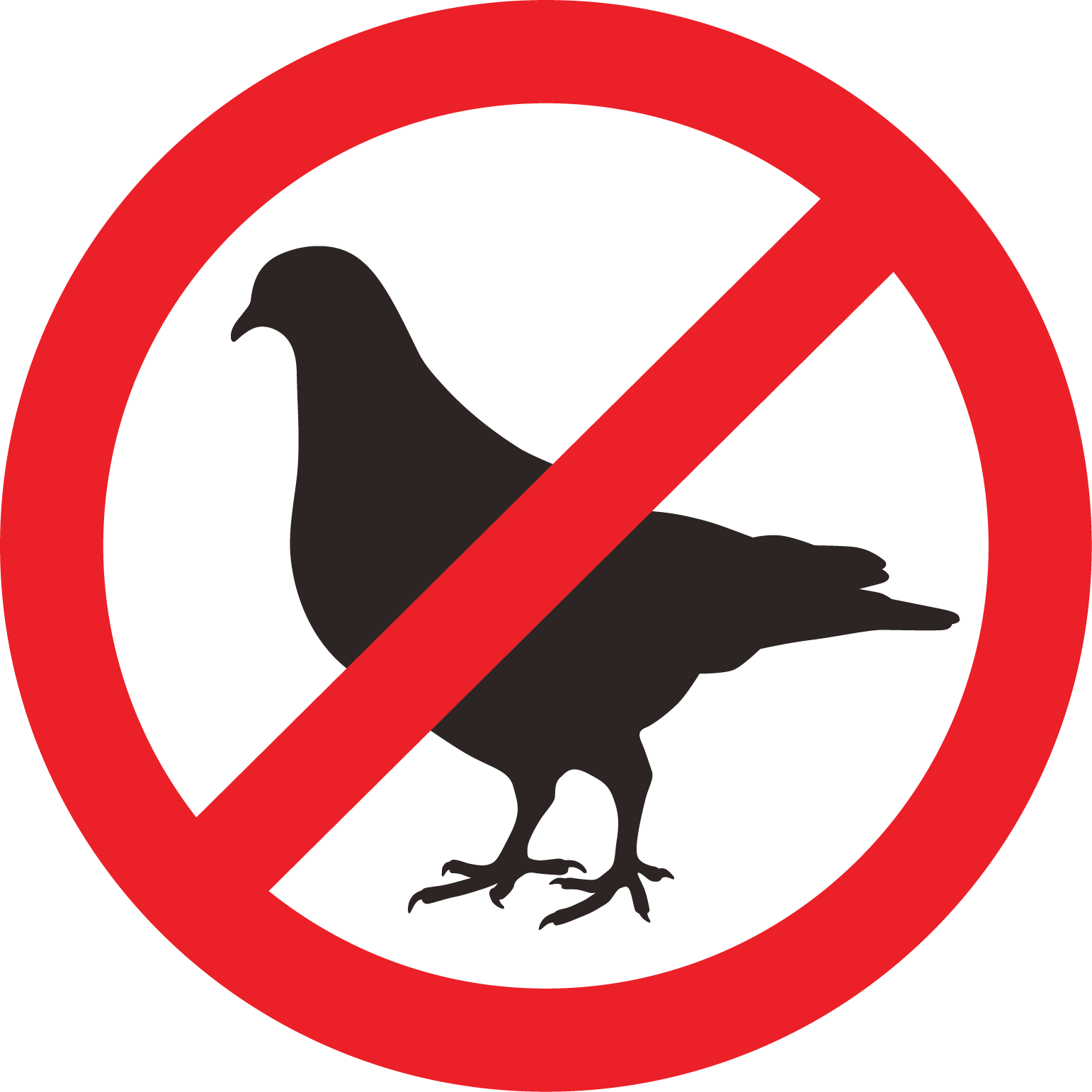 Why You Should Keep Birds off the Roof - D. C. Taylor Co.