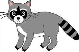 Free Raccoon Clipart