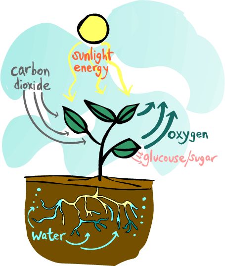 1000+ images about Science | Sun, Anchor charts and ...