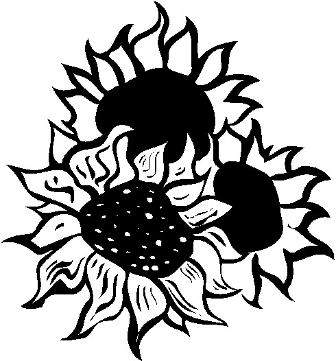 Sunflower Line Drawing - ClipArt Best