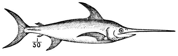 swordfish-2-coloring-page.jpg