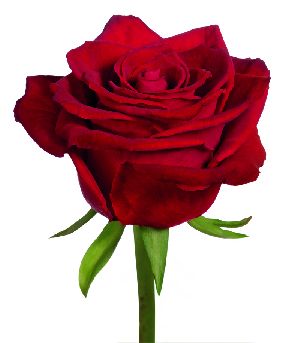 Red Rose Graphics - ClipArt Best