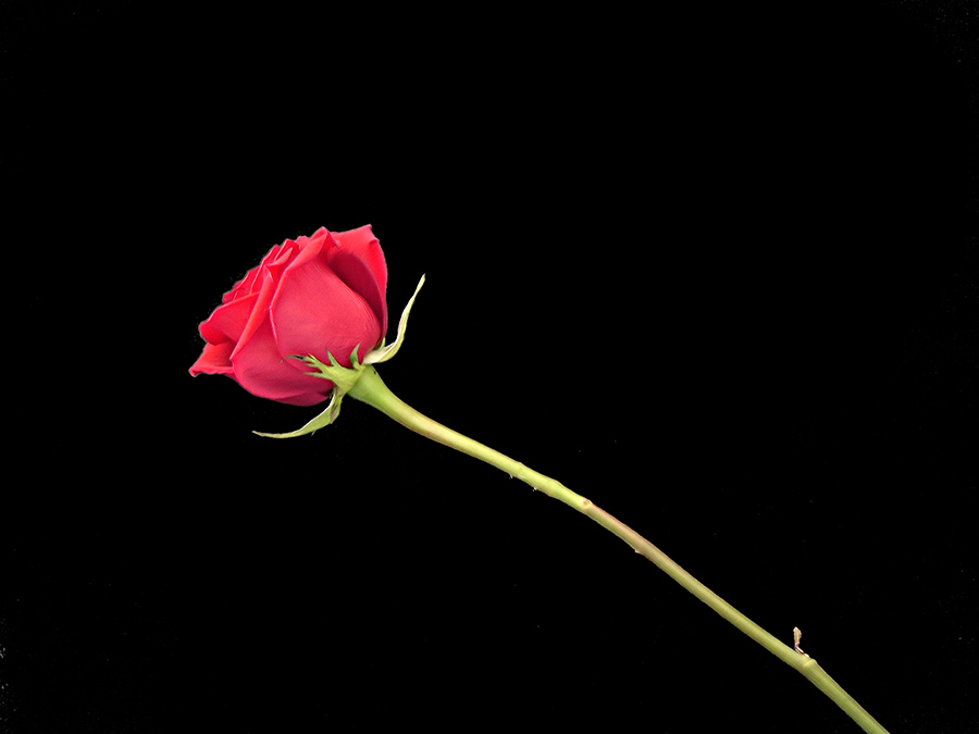 Long stem rose - Steve's Digicams Forums