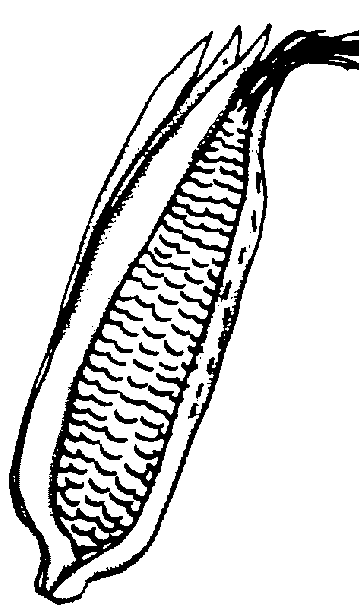 Free Corn Clipart Pictures - Clipartix