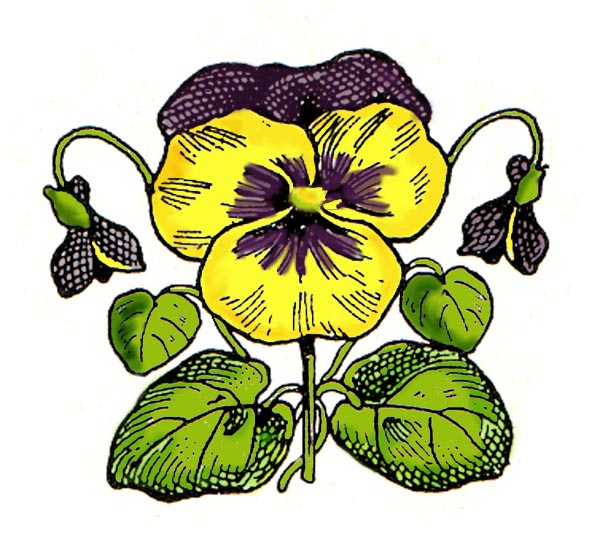 Pansy Clipart | Free Download Clip Art | Free Clip Art | on ...