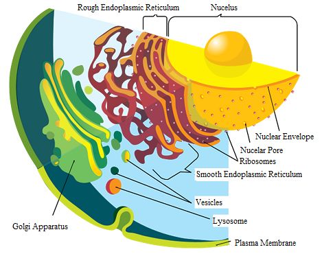 TEXT: Cellular Structures