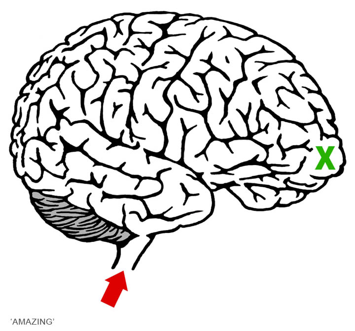 Cartoon Picture Of A Brain | Free Download Clip Art | Free Clip ...