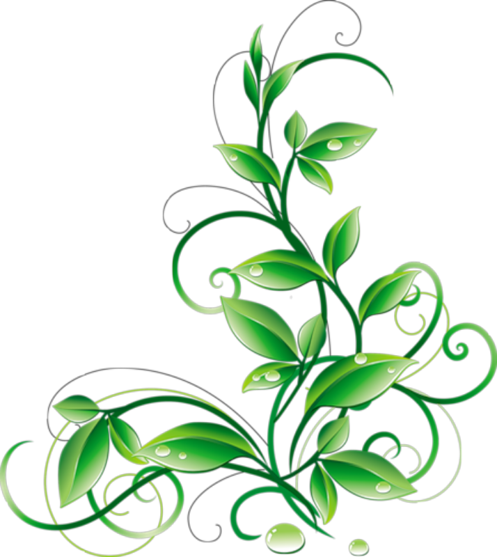 Floral Green Leaves And Water Droplets PNG Clipart
