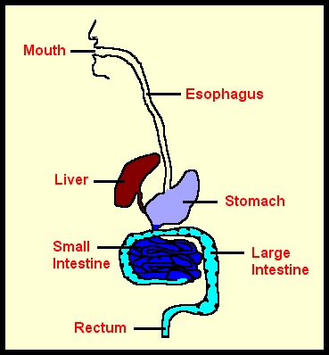 Digestive System Diagram Unlabeled - ClipArt Best