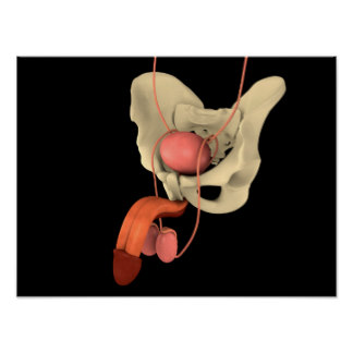 Reproductive System Posters | Zazzle