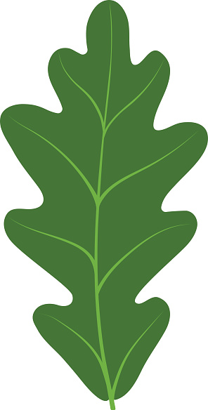 Chestnut Tree Clip Art, Vector Images & Illustrations