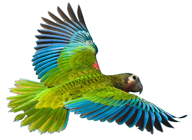 Flying Parrot PNG Image | PNG Mart