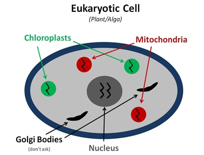 Medical Pictures Info – Eukaryotic