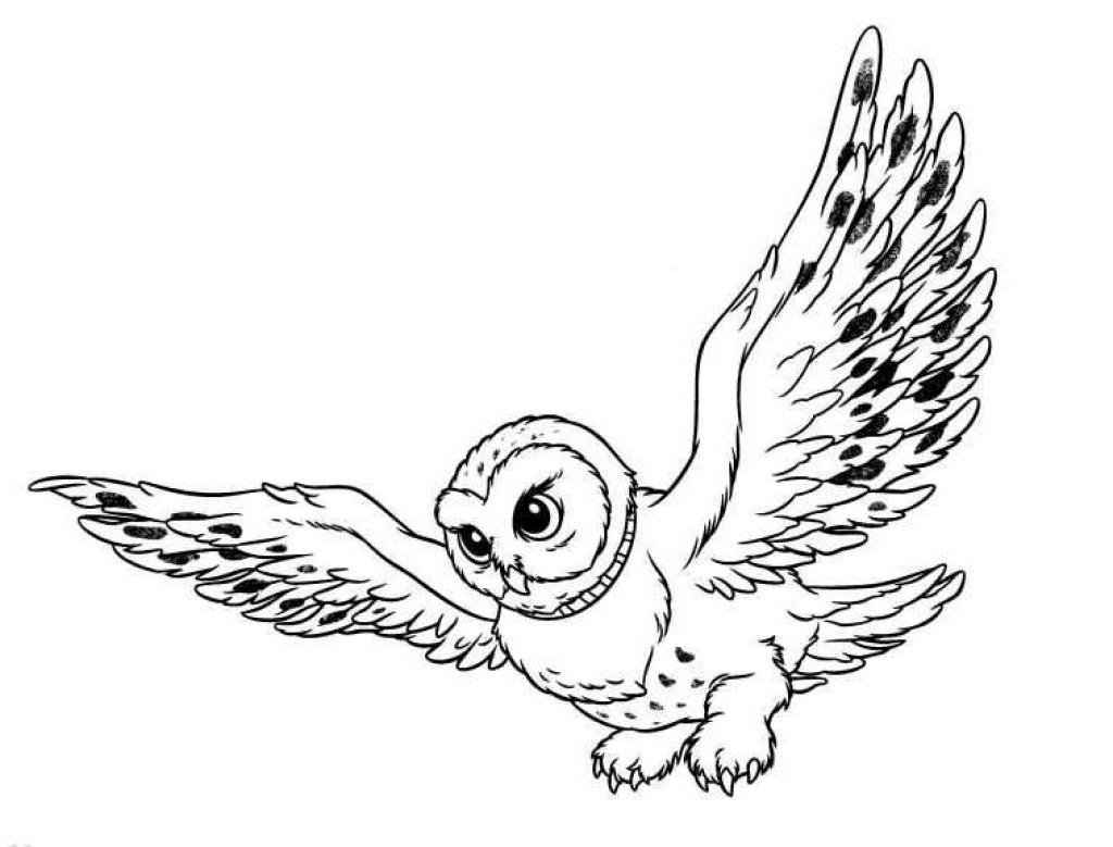 Cute snowy owl clipart