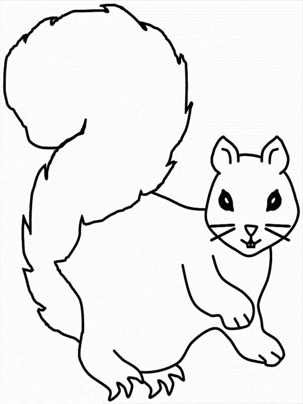 Squirrel With Acorn Drawing - ClipArt Best