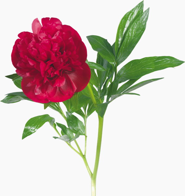 1471928317_flower-9.jpg