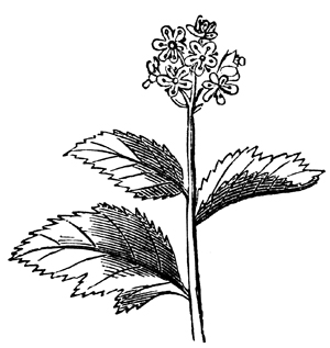 Drawings of Roses