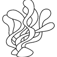 SEA ANIMALS coloring pages - Seaweeds