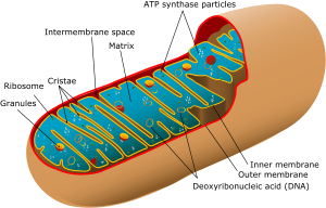 An Introduction to Molecular Biology/Macromolecules and Cells ...