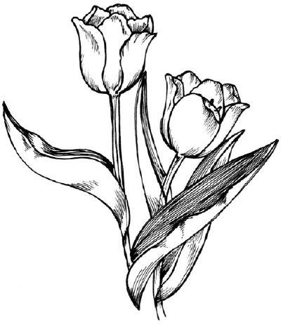 Tulip Line Drawing - ClipArt Best