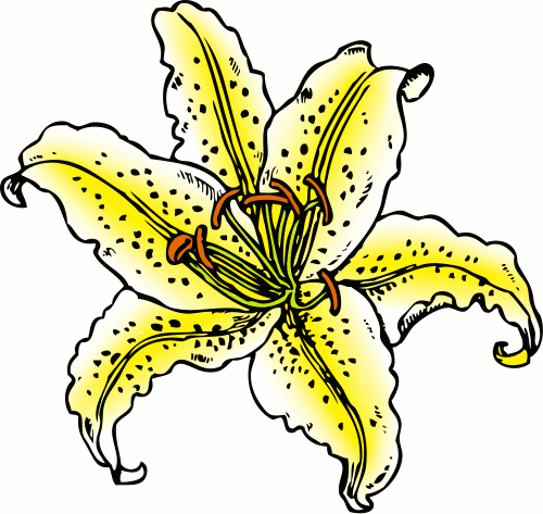 Free Lily Clipart - Public Domain Flower clip art, images and graphics