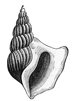 Sea Shell Pictures, Clipart and Images