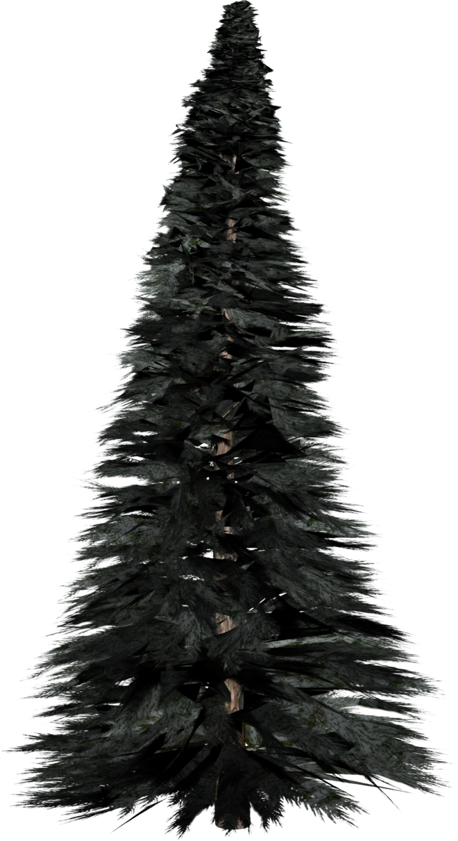 Pine Tree Png