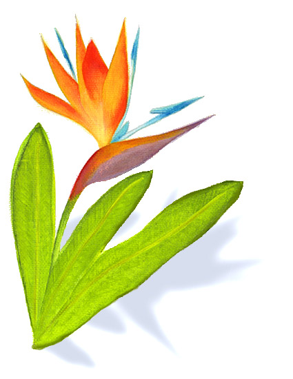 Bird Of Paradise Clip Art - ClipArt Best