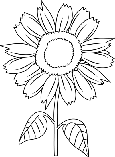 Flower | Flower Diagram Unlabeled | photogarage
