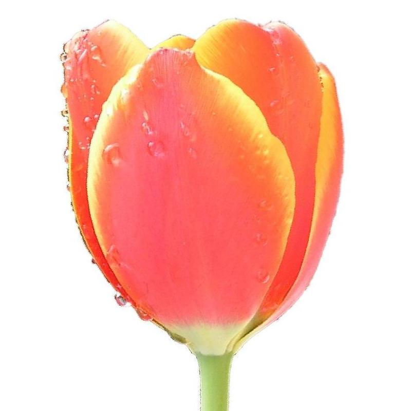File:Tulip single edit.JPG