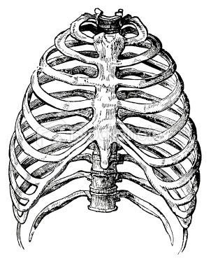 1000+ images about Skeletons