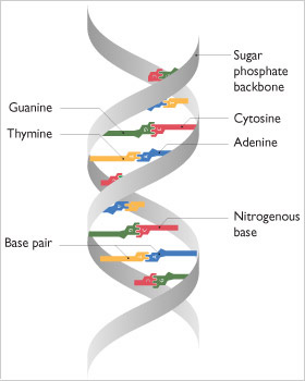Double Helix Dna Strand