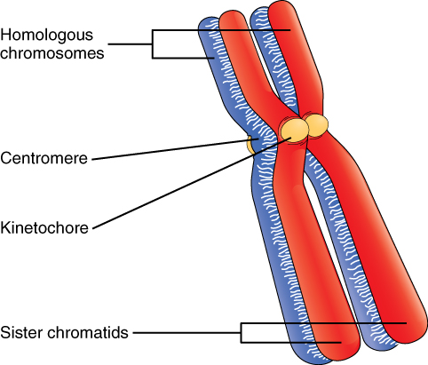 Cell Growth and Division