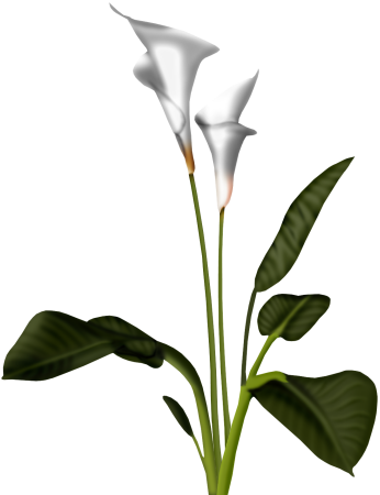 Calla Lily Clipart | Free Download Clip Art | Free Clip Art | on ...
