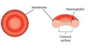 Year 10 applied science: Inside the human body - Focus questions