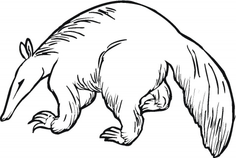 Anteater Drawing - ClipArt Best