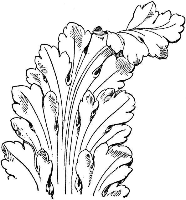 French Leaf Renaissance | ClipArt ETC