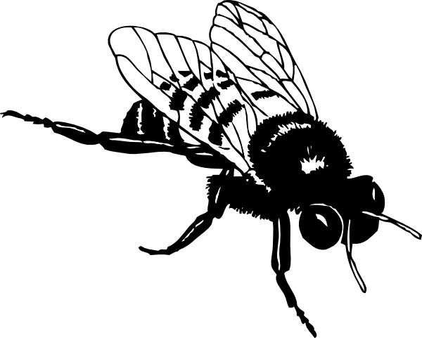 How To Draw A Bee