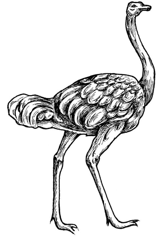 Ostrich Coloring Pages for Kids - Preschool Crafts