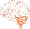 Brain clip art - vector clip art online, royalty free & public domain